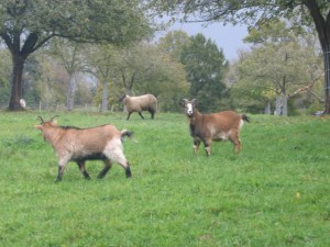 ecole sainte marie ferme 10112016 (3)