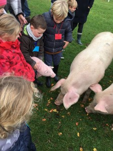 ferme ecole sainte marie (4)