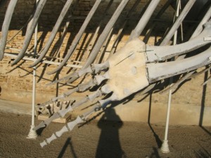 IMG_4583